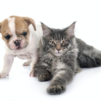 puppy and cat