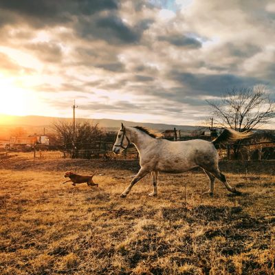 the gray horse gallops at the golden hour